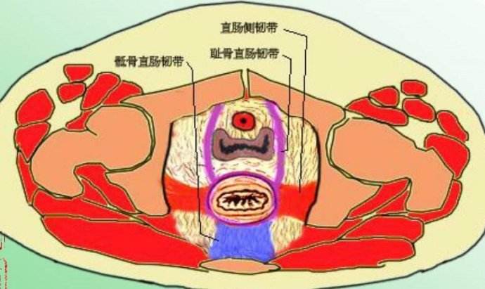 盆底肌肉.jpg