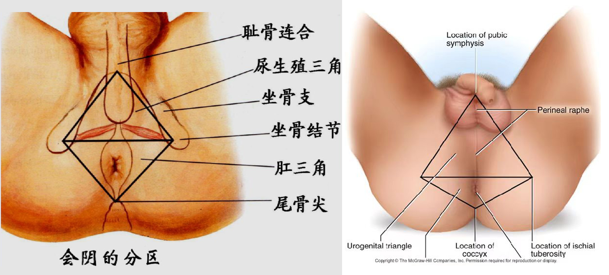 会阴体表投影.jpg